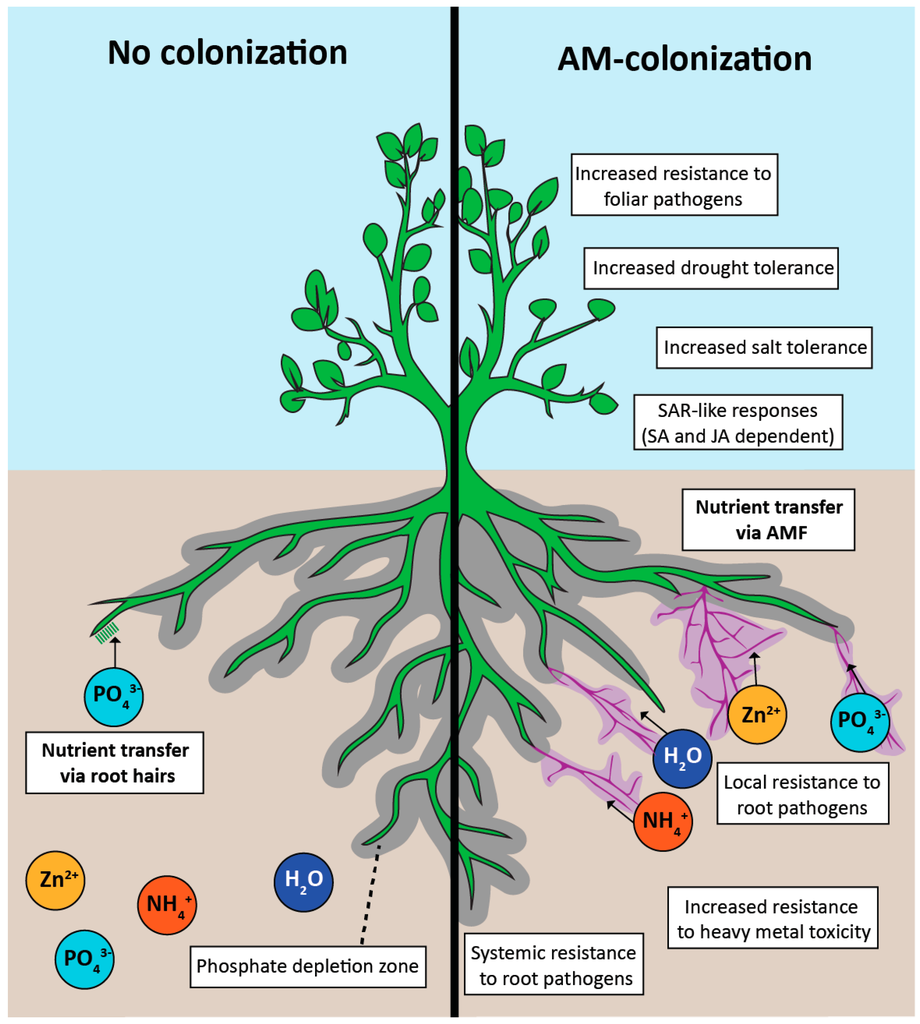 Nitrogen, Phosphorous, Zinc and water provided by fungi