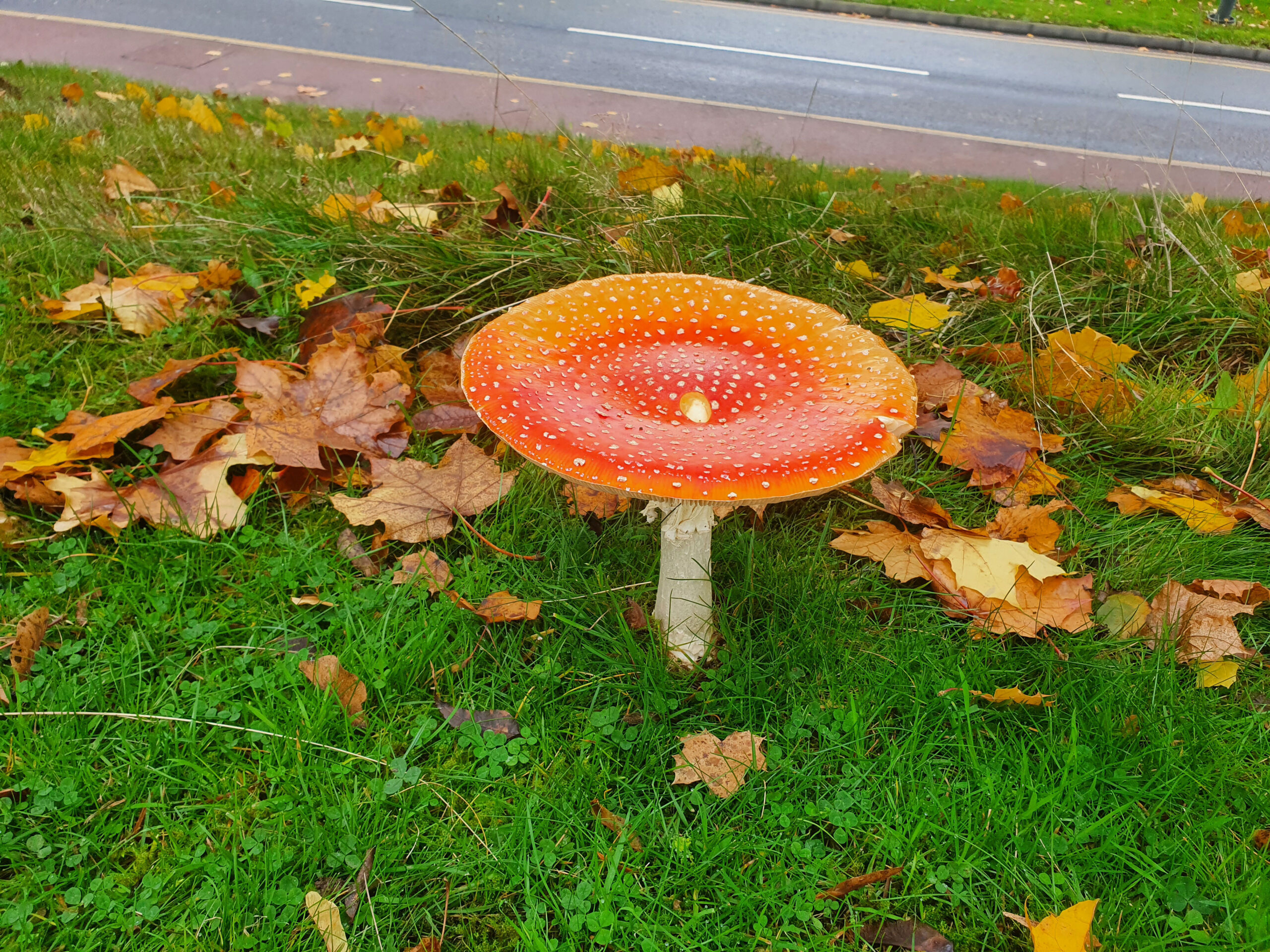 Fly agaric (Aminita muscaria)