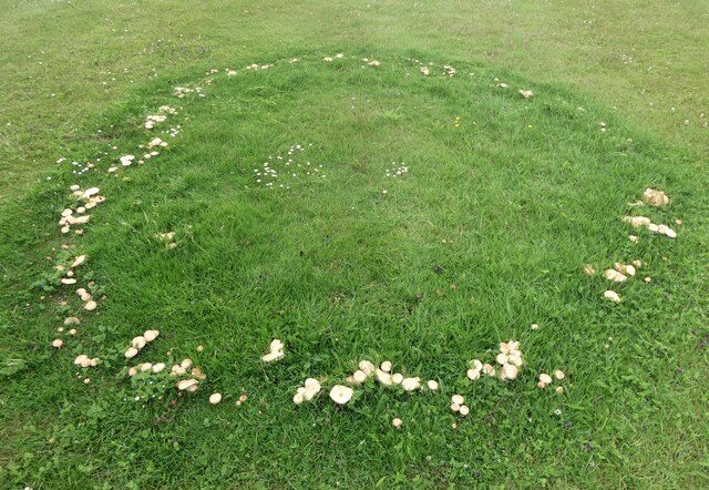 Fairy ring of mushrooms