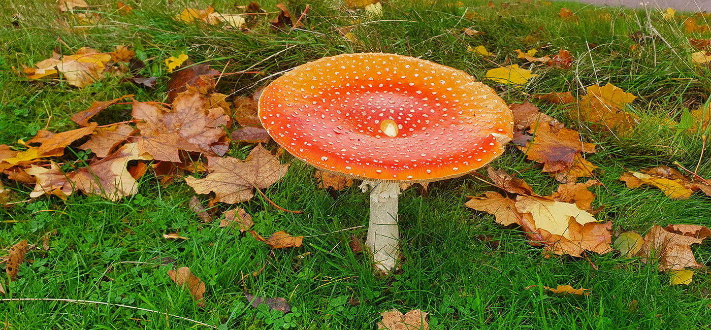 Fly agaric