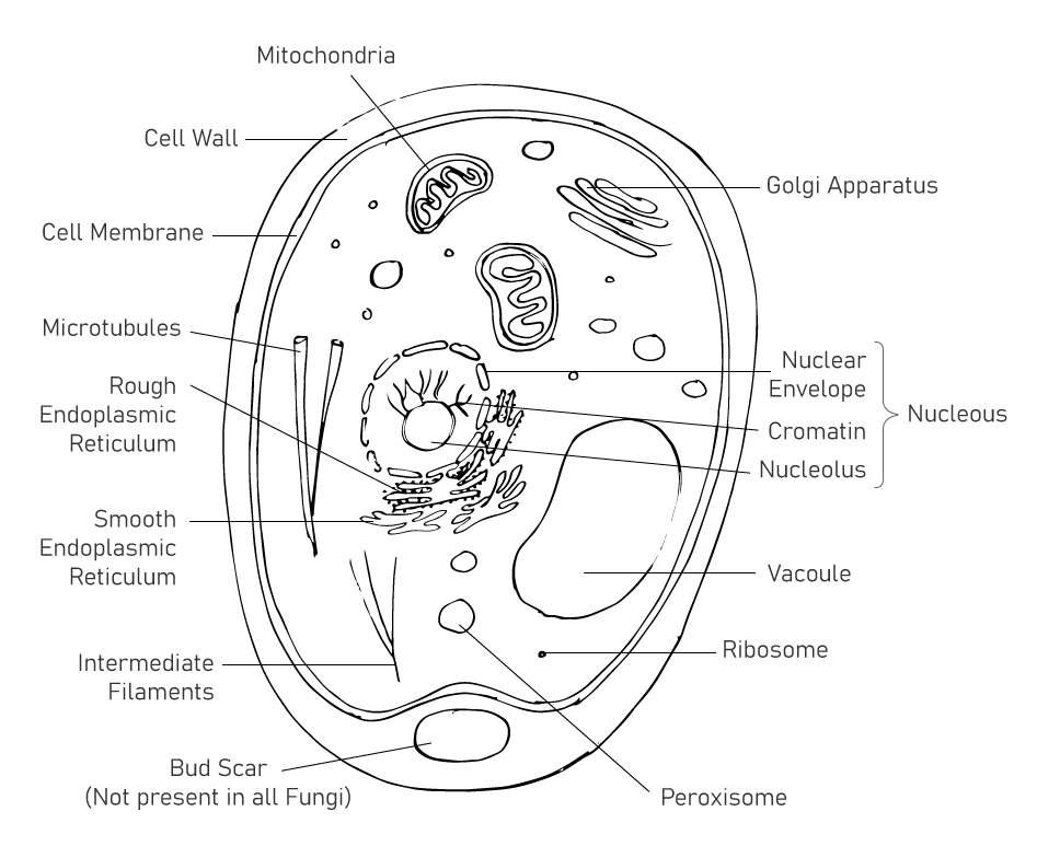 Labelled fungal cell 