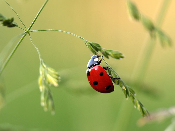 Natural pest control - ladybirds