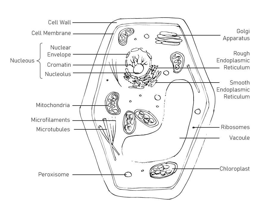 Labelled Image of a Plant Cell