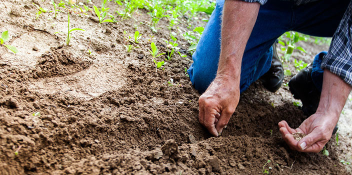 Planting seeds