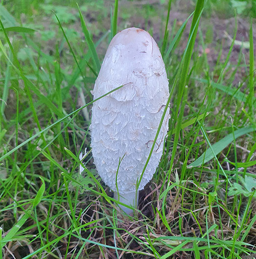 young shaggy ink cap