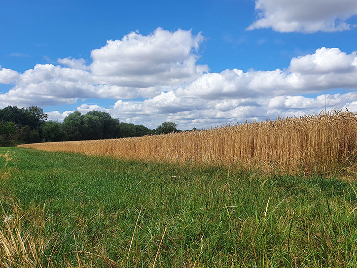 Wheat field 