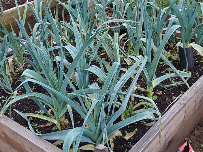 Crops growing in a planter