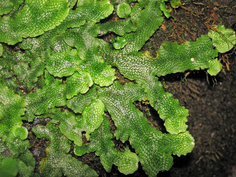 Liverwort plant structure