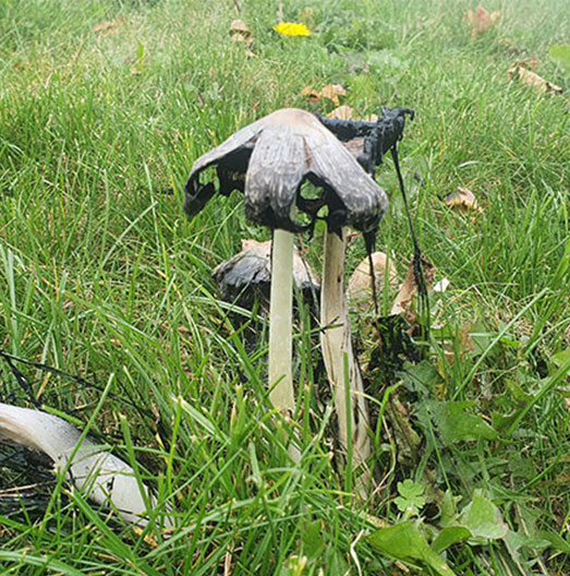 Shaggy ink cap aka lawyer wig producing ink