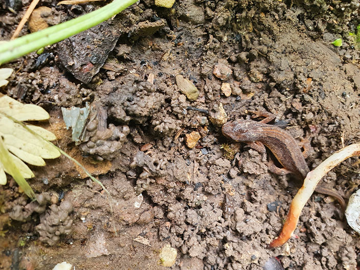 Soil showing roots and a newt